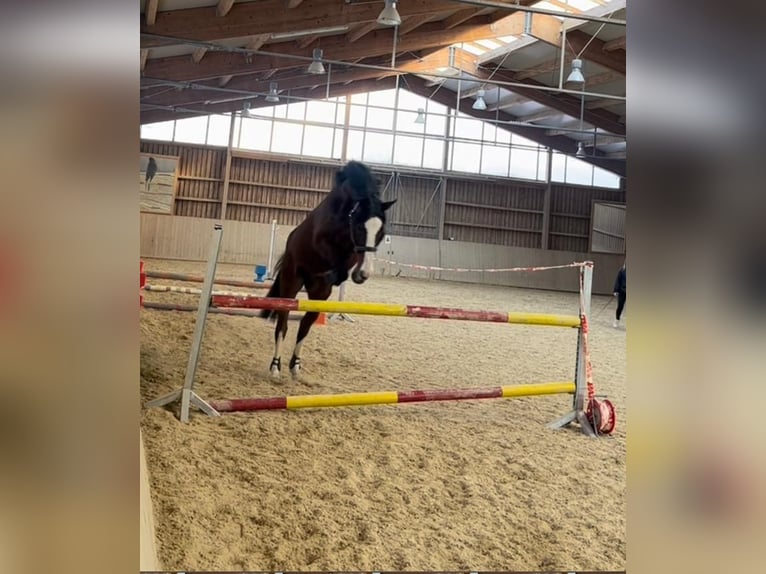 KWPN Wallach 17 Jahre 170 cm Brauner in Oberviechtach
