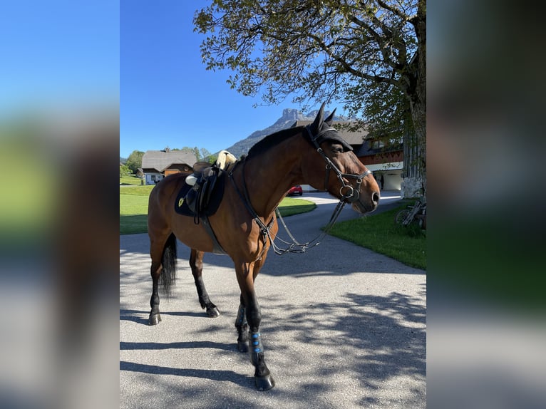 KWPN Wallach 17 Jahre 170 cm Brauner in Bad Aussee