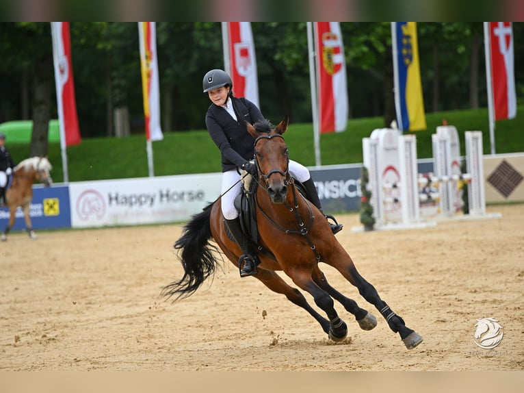 KWPN Wallach 17 Jahre 170 cm Brauner in Bad Aussee
