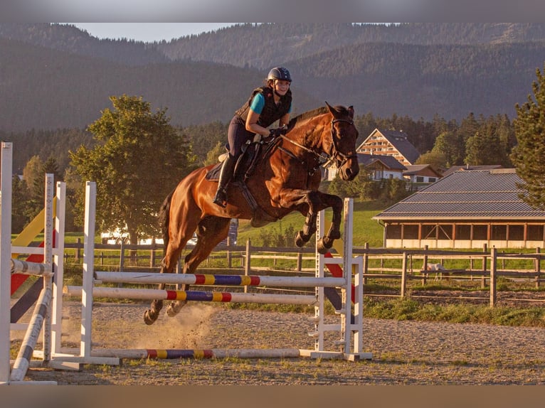 KWPN Wallach 17 Jahre 170 cm Brauner in Bad Aussee