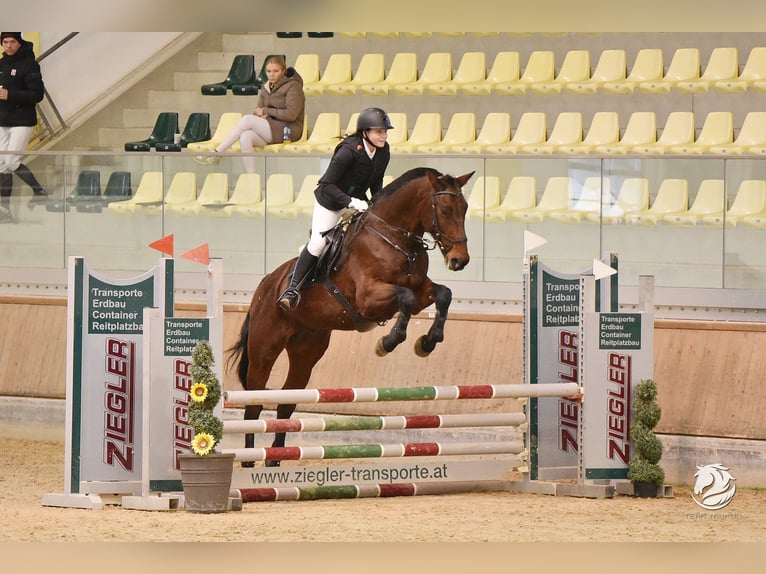 KWPN Wallach 17 Jahre 170 cm Brauner in Bad Aussee