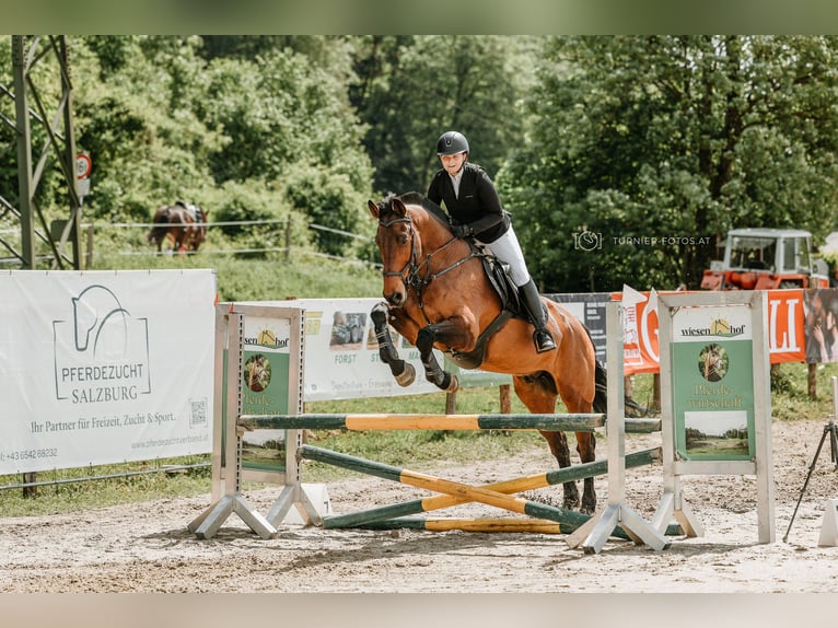 KWPN Wallach 17 Jahre 170 cm Brauner in Bad Aussee