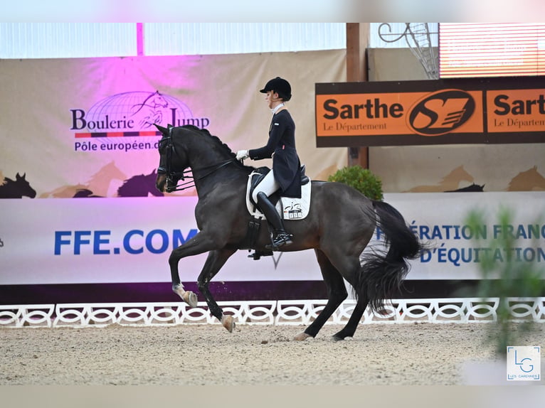 KWPN Wallach 17 Jahre 172 cm Brauner in Beveren