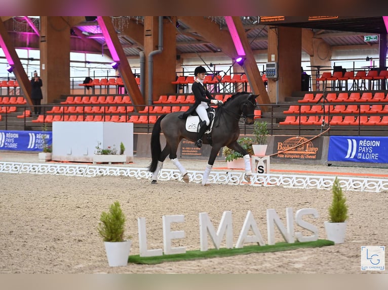 KWPN Wallach 17 Jahre 172 cm Brauner in Beveren
