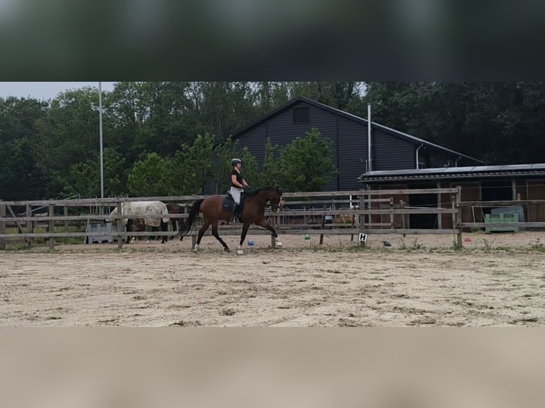 KWPN Wallach 17 Jahre 172 cm Brauner in Olst