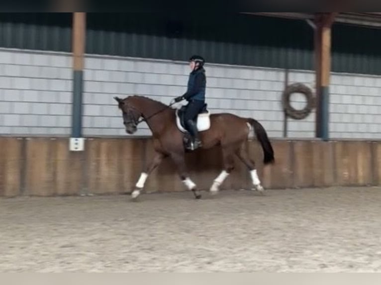 KWPN Wallach 17 Jahre 172 cm Dunkelfuchs in Oud Gastel