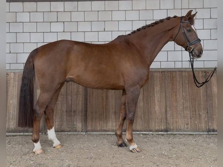 KWPN Wallach 17 Jahre 172 cm Dunkelfuchs in Oud Gastel