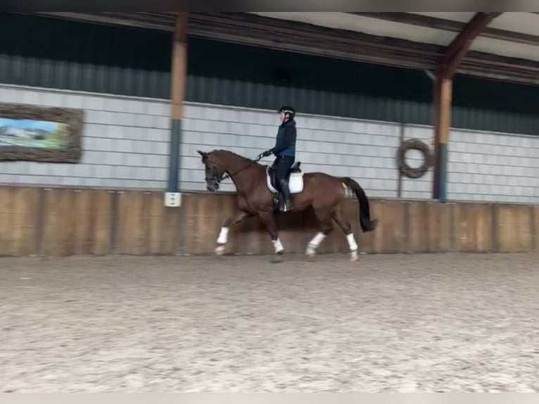 KWPN Wallach 17 Jahre 172 cm Dunkelfuchs in Oud Gastel