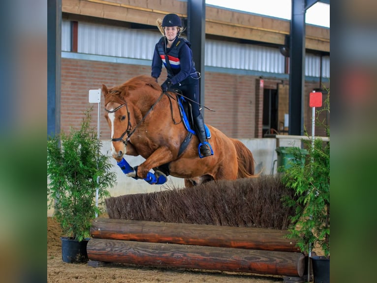 KWPN Wallach 17 Jahre 174 cm Fuchs in Scharendijke