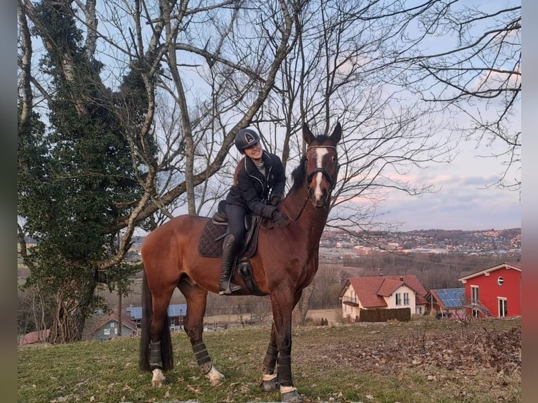 KWPN Wallach 17 Jahre 175 cm Brauner in Eggenfelden