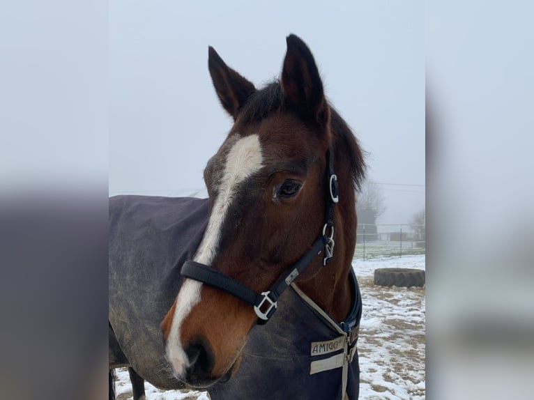 KWPN Wallach 17 Jahre 175 cm Brauner in Eggenfelden