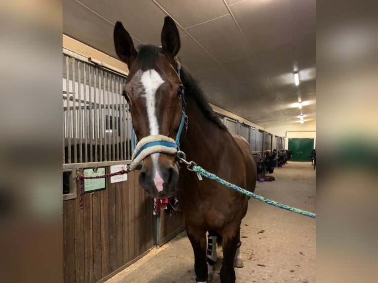 KWPN Wallach 17 Jahre 175 cm Brauner in Eggenfelden