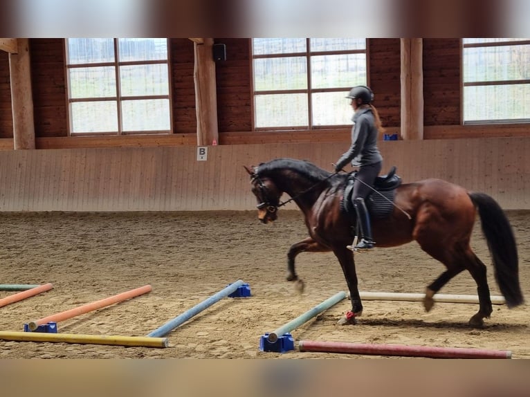 KWPN Wallach 17 Jahre 175 cm Brauner in Eggenfelden