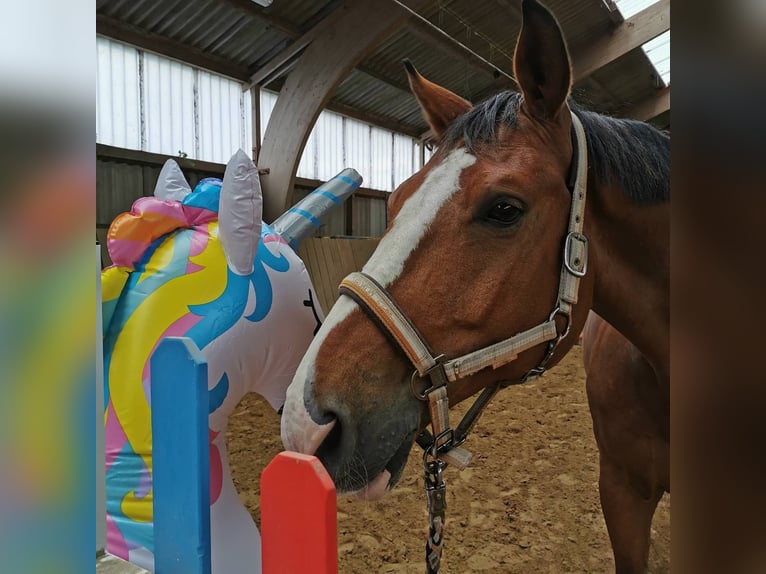 KWPN Wallach 17 Jahre 175 cm Brauner in Willich