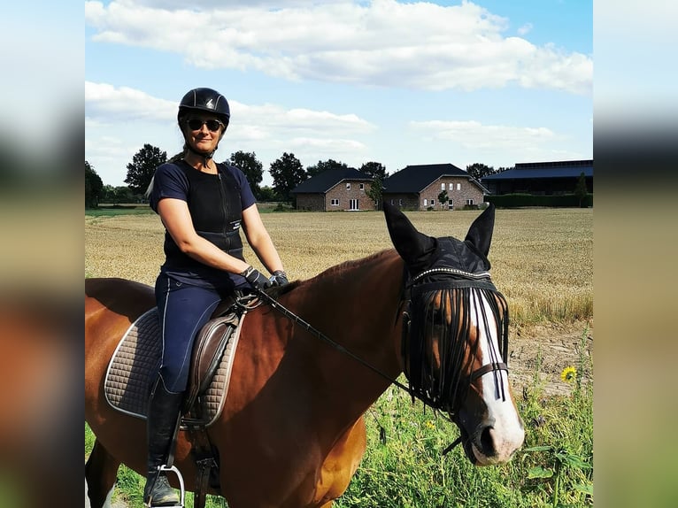 KWPN Wallach 17 Jahre 175 cm Brauner in Willich