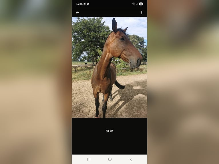 KWPN Wallach 17 Jahre 182 cm Brauner in Rahden