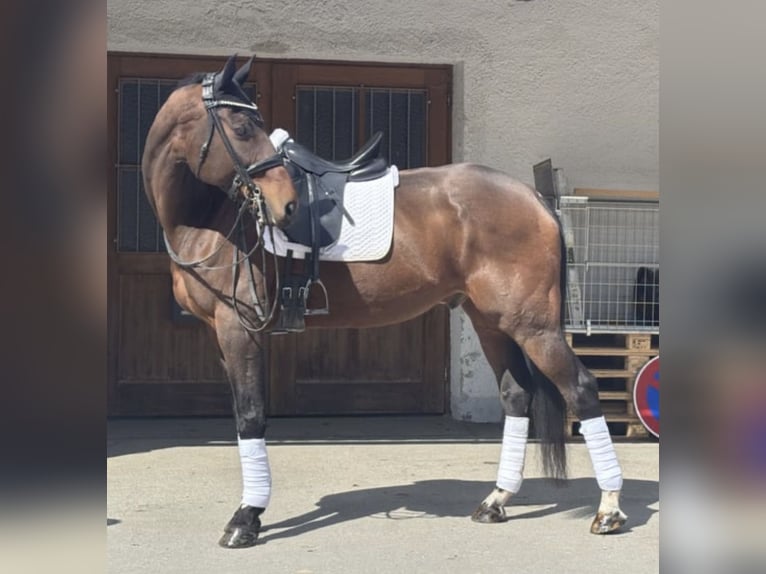 KWPN Wallach 17 Jahre 183 cm Brauner in Valley