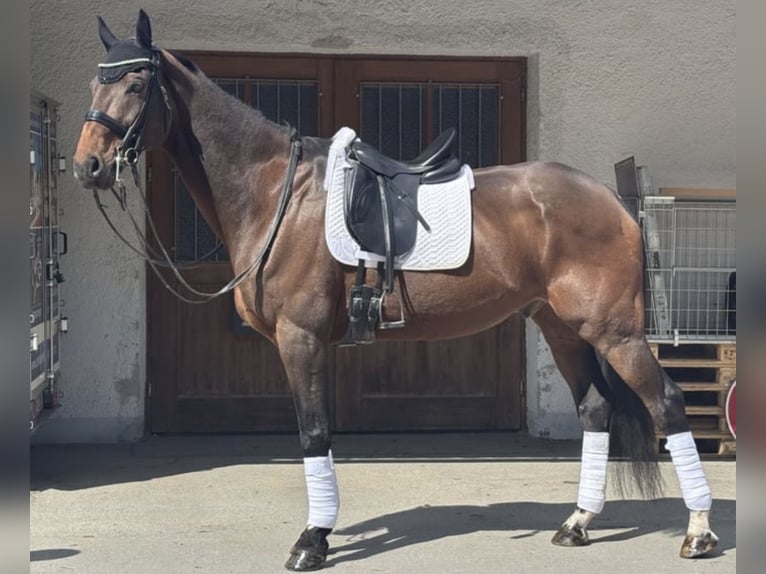 KWPN Wallach 17 Jahre 183 cm Brauner in Valley