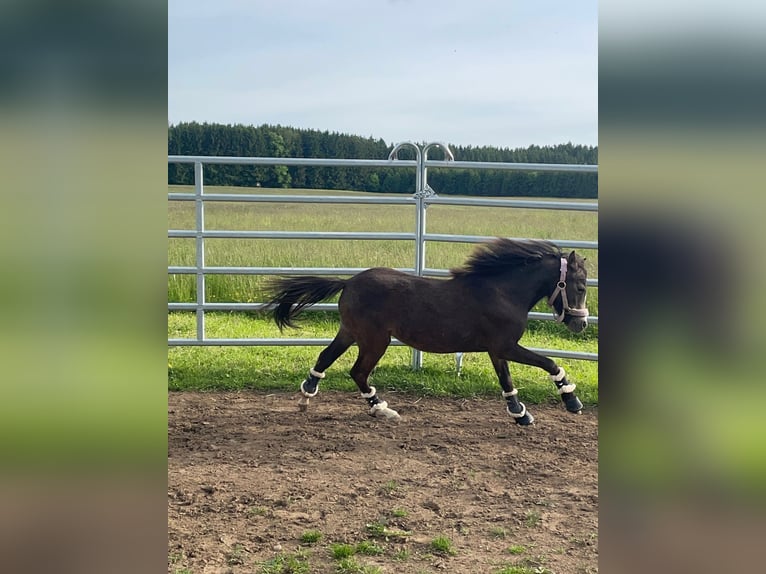 KWPN Wallach 18 Jahre 155 cm Brauner in Bad Wurzach