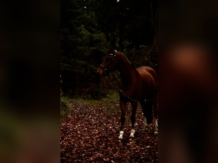 KWPN Wallach 18 Jahre 155 cm Brauner in Bad Wurzach