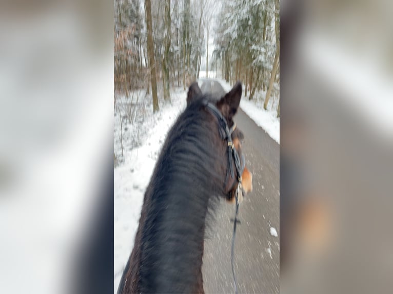 KWPN Wallach 18 Jahre 170 cm Dunkelbrauner in Lambach