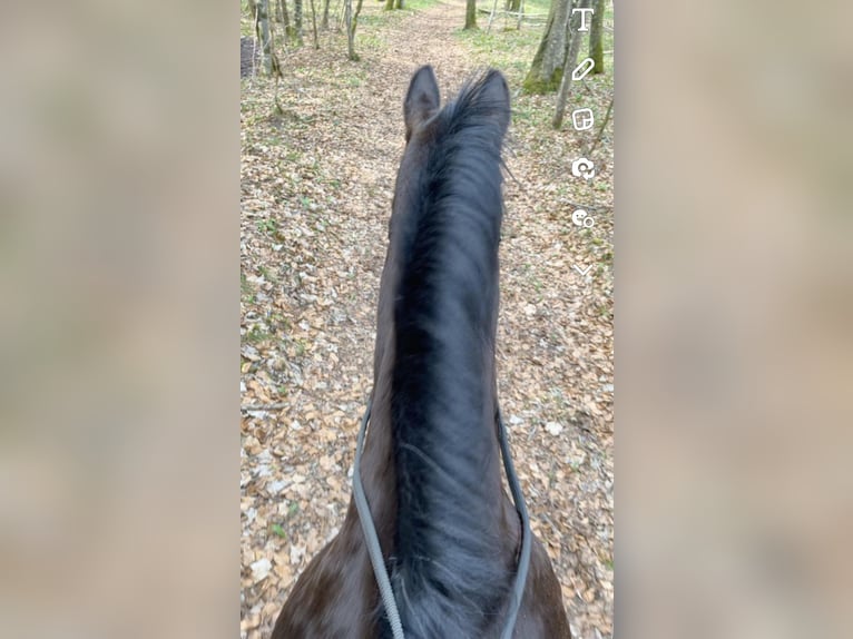 KWPN Wallach 18 Jahre 170 cm Dunkelbrauner in Lambach