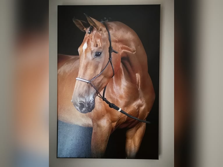 KWPN Wallach 18 Jahre 172 cm Brauner in Bornerbroek