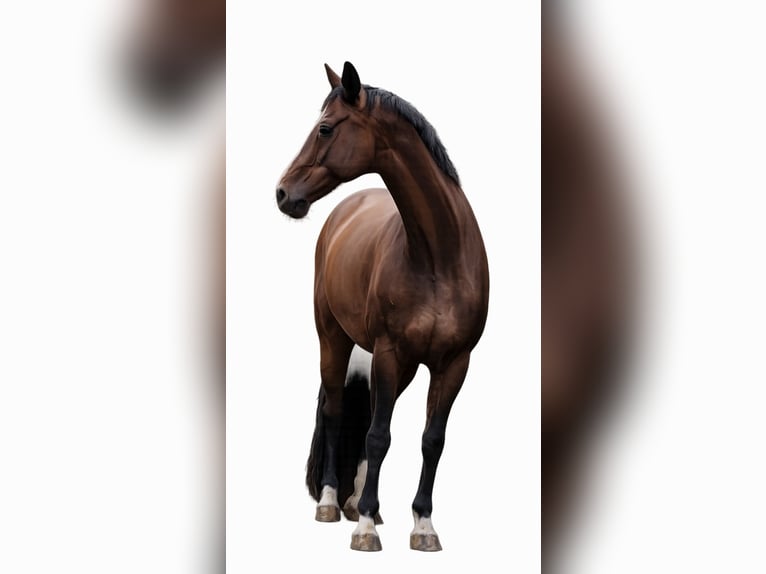 KWPN Wallach 18 Jahre 174 cm Brauner in Nabburg