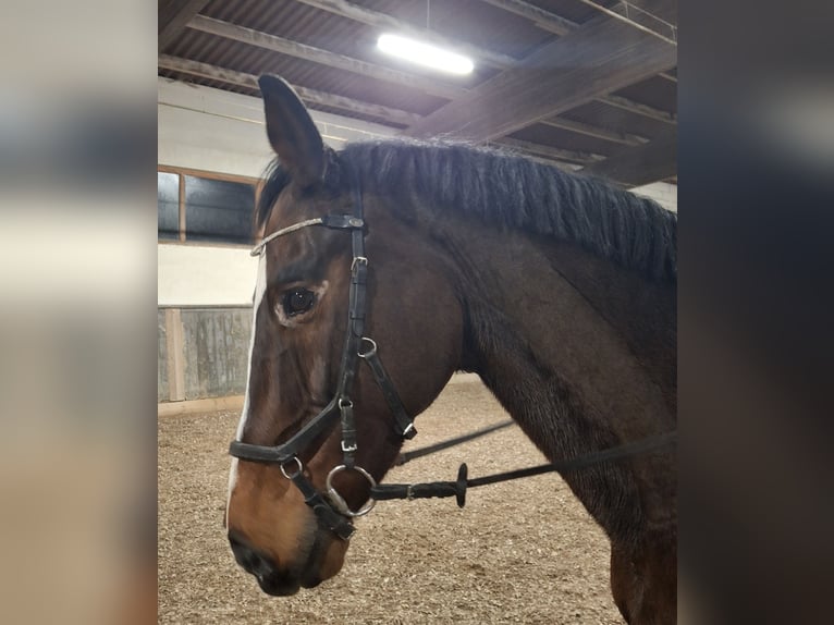 KWPN Wallach 18 Jahre 174 cm Brauner in Nabburg