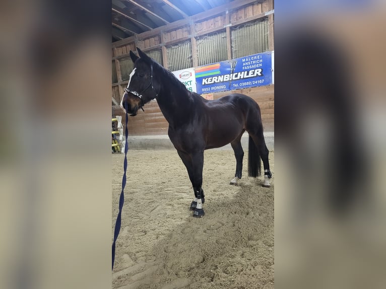 KWPN Wallach 18 Jahre 180 cm Dunkelbrauner in Aigen im Ennstal