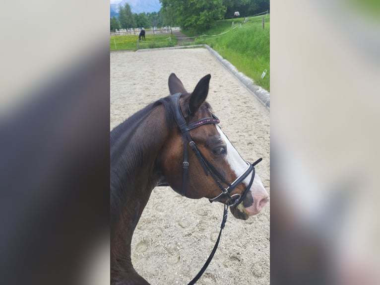 KWPN Wallach 18 Jahre 180 cm Dunkelbrauner in Aigen im Ennstal