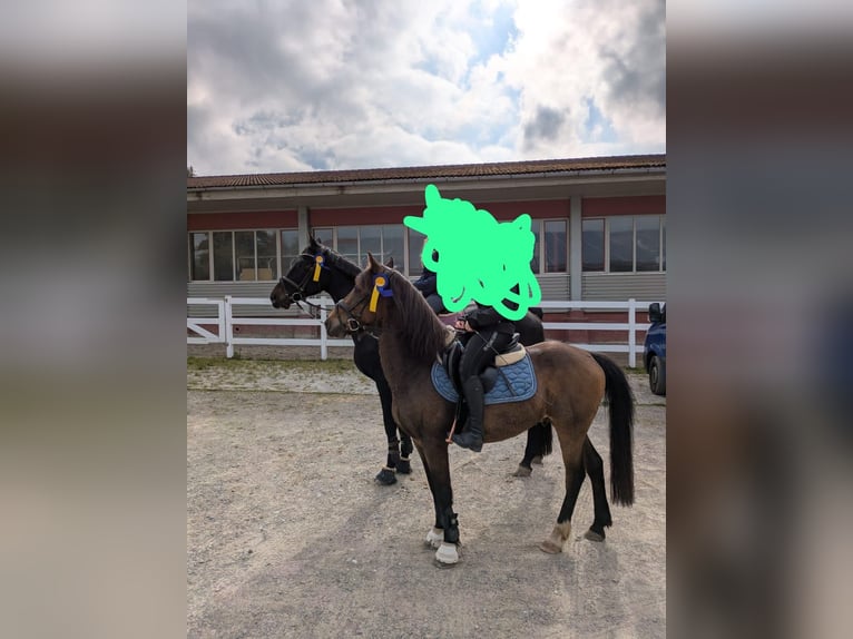 KWPN Wallach 19 Jahre 155 cm Brauner in Bad Wurzach