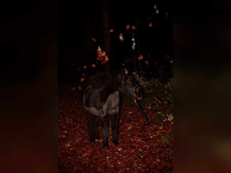 KWPN Wallach 19 Jahre 155 cm Brauner in Bad Wurzach