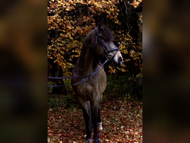 KWPN Wallach 19 Jahre 155 cm Brauner in Bad Wurzach