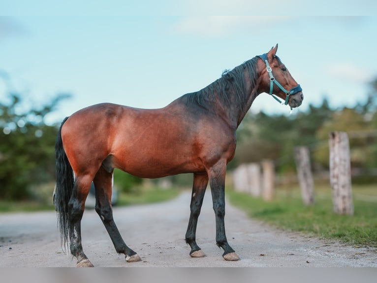 KWPN Wallach 19 Jahre 165 cm Brauner in Freienorla