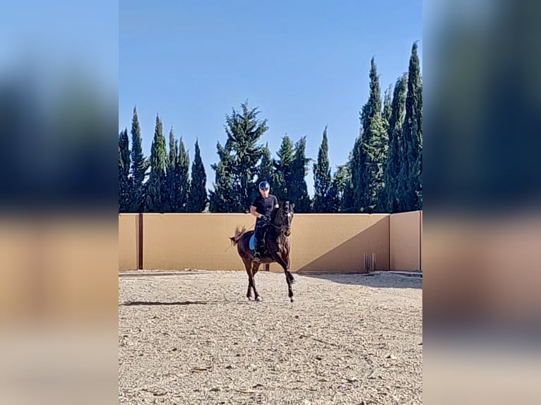 KWPN Wallach 19 Jahre 168 cm Falbe in Torrevieja