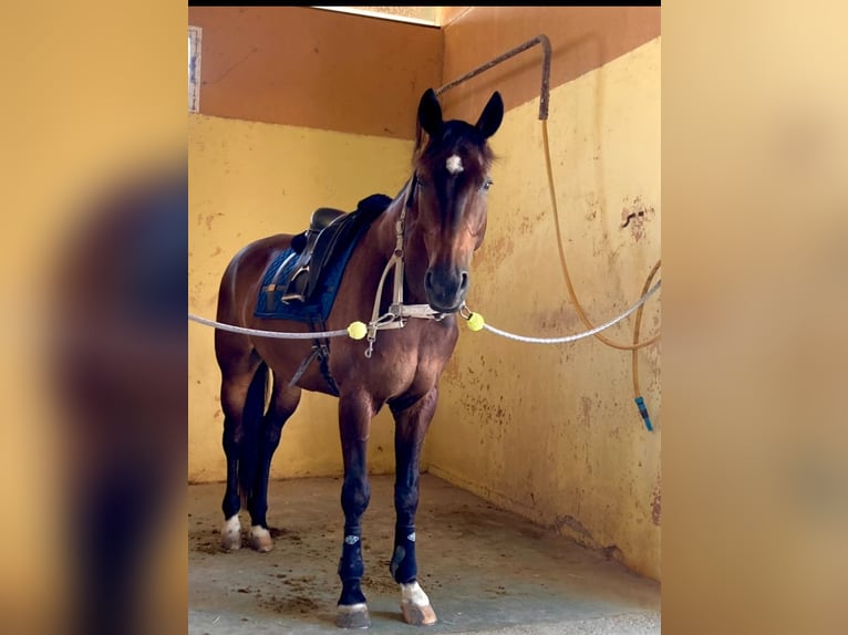 KWPN Wallach 19 Jahre 168 cm Falbe in Torrevieja