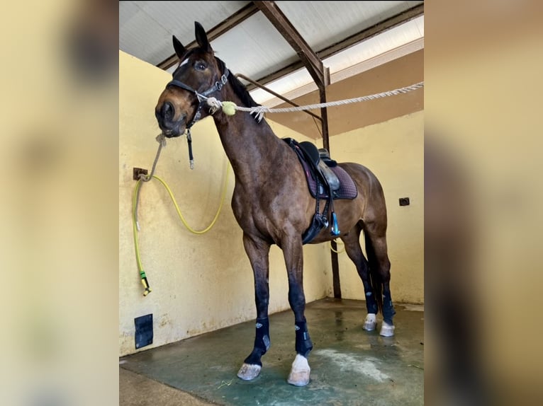 KWPN Wallach 19 Jahre 168 cm Falbe in Torrevieja