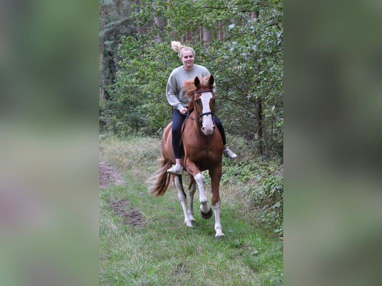 KWPN Wallach 19 Jahre 169 cm  in Groß Wittensee