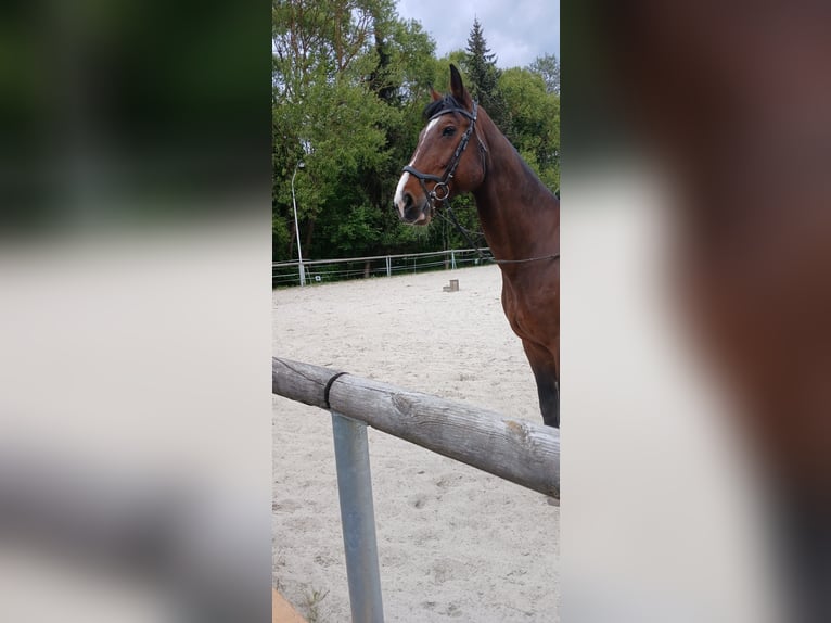 KWPN Wallach 19 Jahre 174 cm Brauner in Wunsiedel
