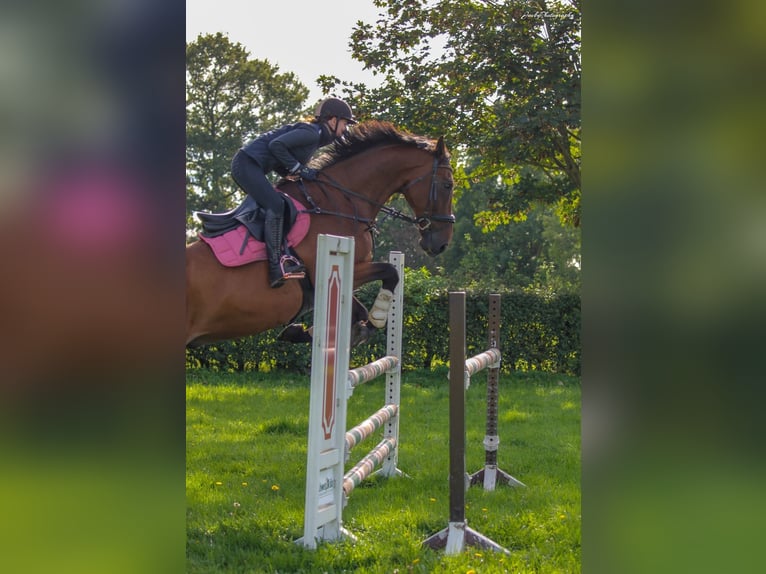 KWPN Wallach 19 Jahre 178 cm Dunkelbrauner in NorderstedtNorderstedt