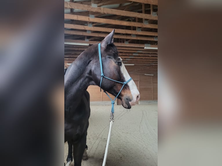 KWPN Wallach 19 Jahre 180 cm Dunkelbrauner in Aigen im Ennstal