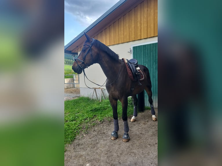 KWPN Wallach 19 Jahre 180 cm Dunkelbrauner in Aigen im Ennstal
