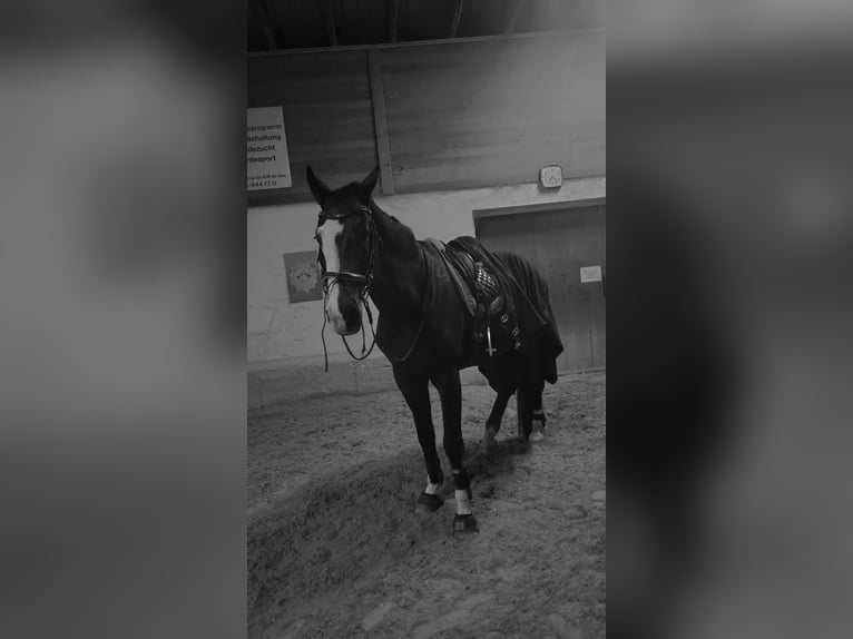 KWPN Wallach 19 Jahre 180 cm Dunkelbrauner in Aigen im Ennstal