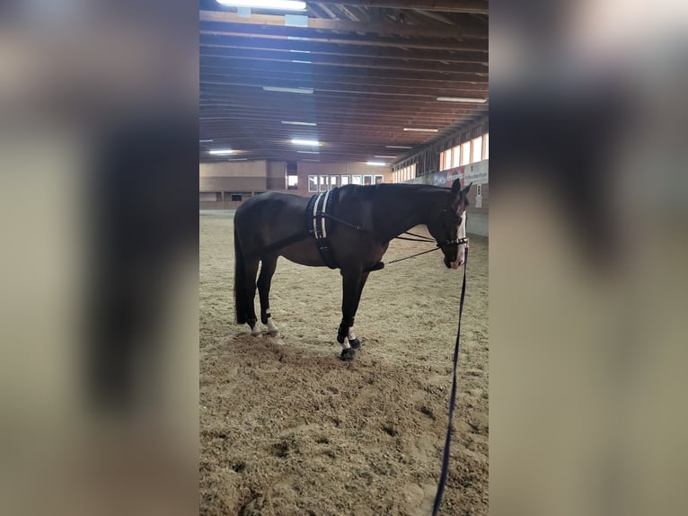 KWPN Wallach 19 Jahre 180 cm Dunkelbrauner in Aigen im Ennstal