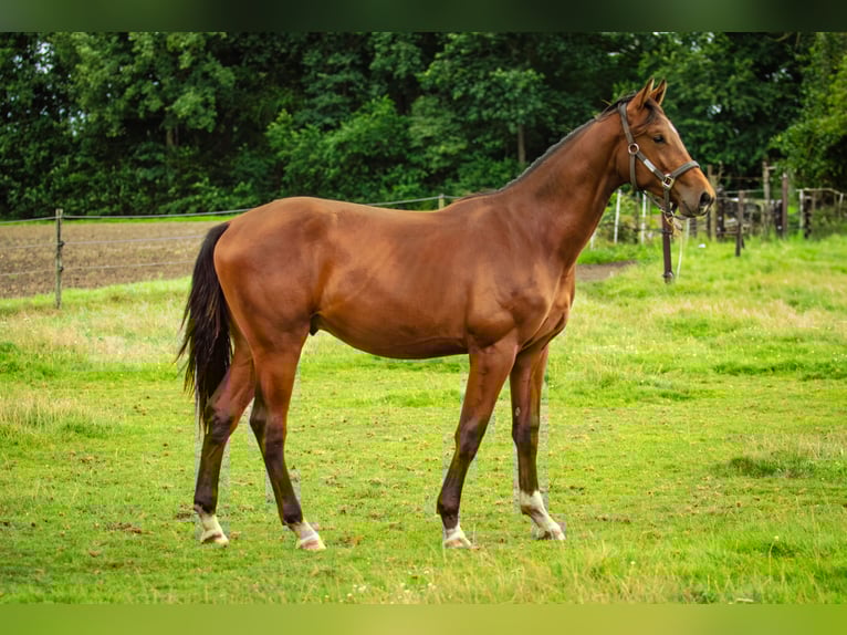 KWPN Wallach 1 Jahr 164 cm Brauner in Kring van Dorth