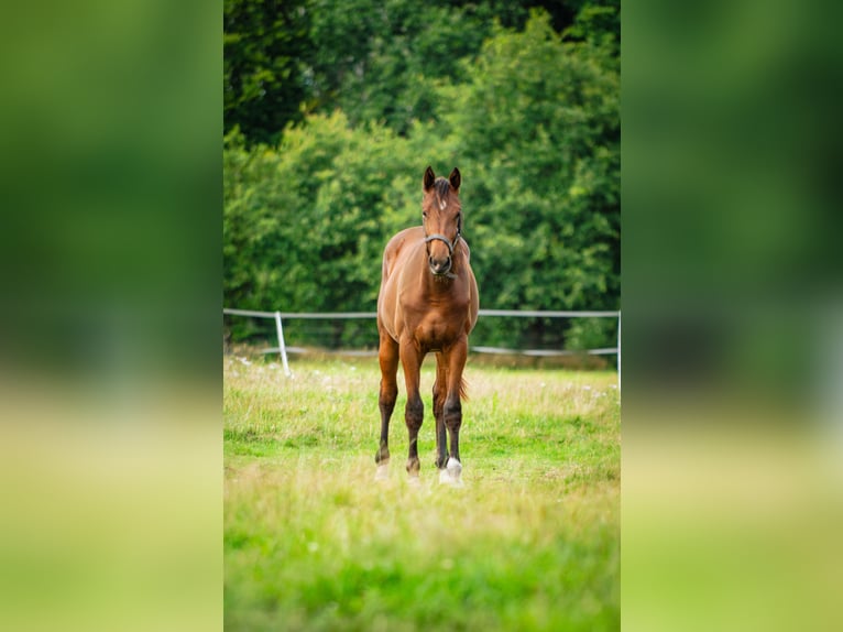 KWPN Wallach 1 Jahr 164 cm Brauner in Kring van Dorth