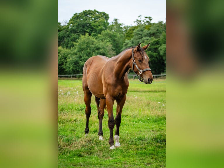 KWPN Wallach 1 Jahr 164 cm Brauner in Kring van Dorth