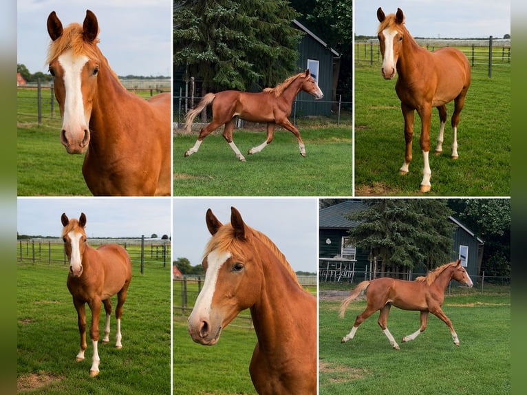 KWPN Wallach 1 Jahr 170 cm  in Maasbree