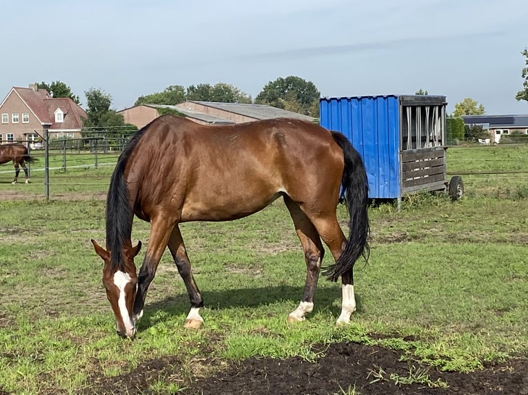 KWPN Wallach 1 Jahr 170 cm  in Maasbree